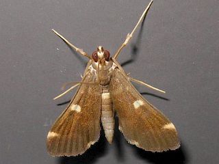 Piletocera sodalis