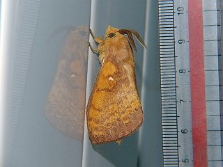 Kunugia undans flaveola