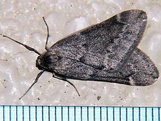 Alsophila foedata