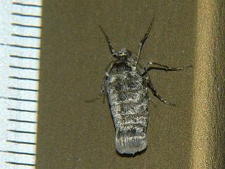 Alsophila foedata