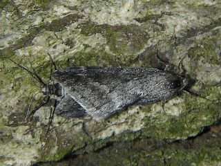 Alsophila foedata