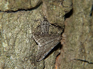 Alsophila foedata