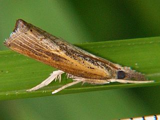 Neopediasia mixtalis