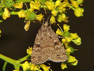Naenia contaminata