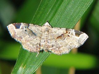Aventiola pusilla