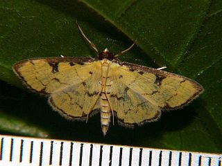 Goniorhynchus butyrosus