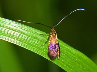 Nemophora albiantennella