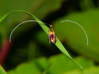 Nemophora albiantennella