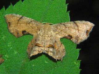 Dysaethria moza