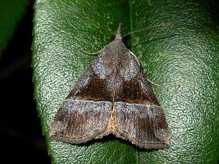 Hypena amica