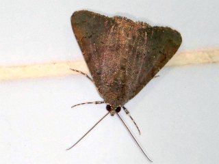 Amyna punctum