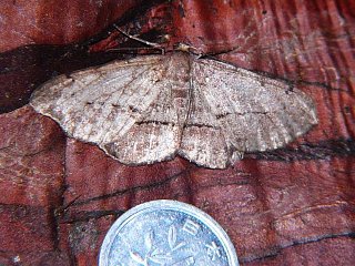 Apocleora rimosa