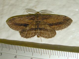 Apocleora rimosa