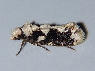 Psecadioides aspersus