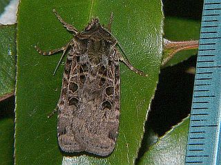 Hermonassa cecilia