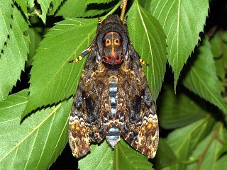 Acherontia lachesis