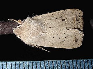 Orthosia lizetta