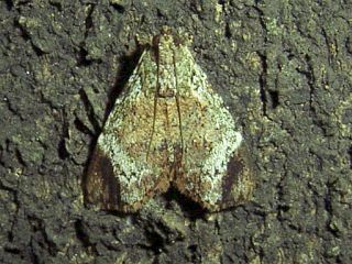 Orthaga euadrusalis