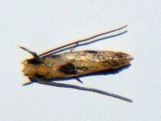 Crypsithyris crococoma