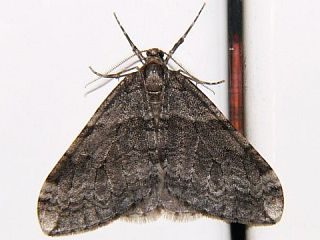 Operophtera relegata