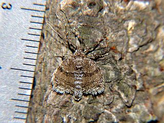 Operophtera relegata
