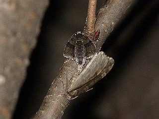 Operophtera relegata