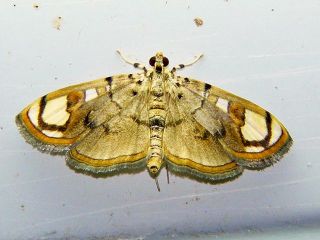 Pycnarmon pantherata