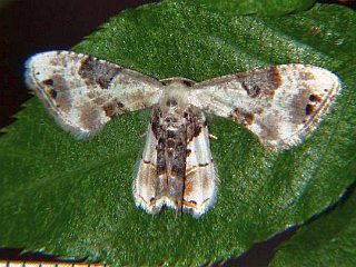 Oroplema plagifera