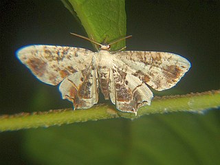 Dysaethria moza