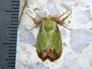 Parasa sinica
