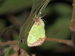 Parasa sinica