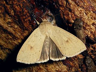 Mythimna placida