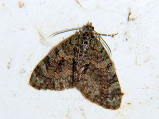 Trichopteryx misera