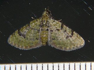 Chloroclystis v-ata lucinda