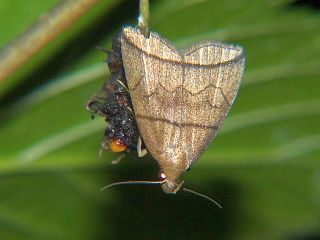 Herminia grisealis
