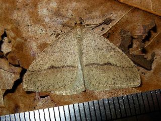 Pachyerannis obliquaria