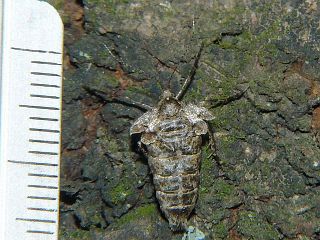 Pachyerannis obliquaria