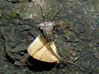 Pachyerannis obliquaria