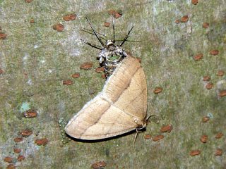 Pachyerannis obliquaria