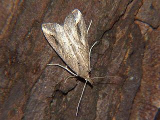 Schrankia costaestrigalis