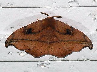 Oreta turpis