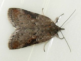 Nycteola asiatica