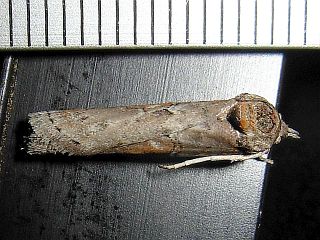 Nycteola asiatica