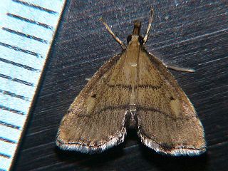 Acropentias aurea