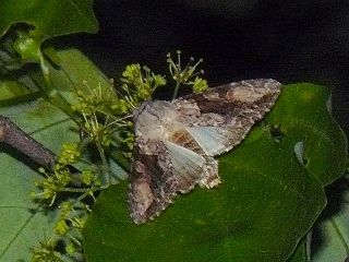 Xylopolia bella bella