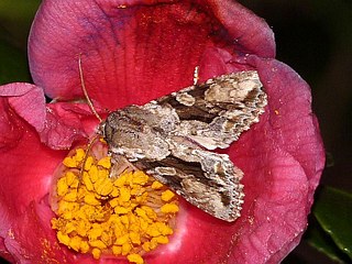 Xylopolia bella bella