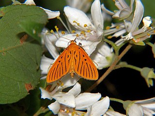 Tyspanodes striatus