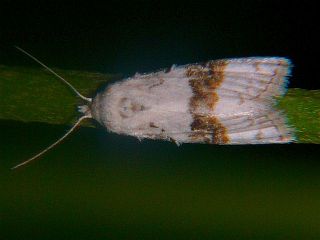 Nola taeniata