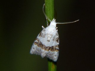 Nola taeniata