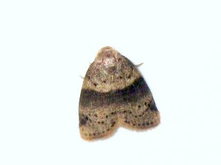 Stictane rectilinea